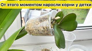 КОРНИ у детки орхидеи НАРОСЛИ мгновенно в этой конструкции. Сформировать рост корней орхидеи