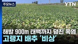 해발 900m 태백까지 덮친 폭염...고랭지 배추 비상  YTN