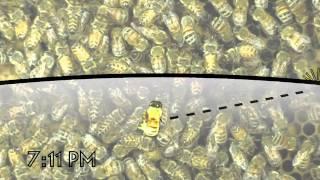 The Waggle Dance of the Honeybee