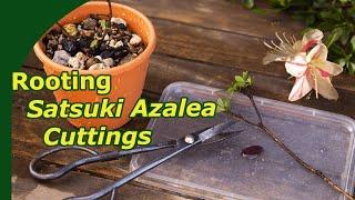 Propagating Satsuki azalea bonsai 2 year timelaspe of Rhododendron indicum