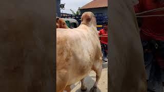 Red Bull Pair Showdown • Red Bull Shorts • Fyp - For you • Qurbani Goru • Cow Lovers