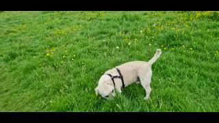 Deefa down amongst the Buttercups.