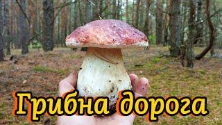 01.10.2024. Найкрасивіший гриб в цьому році. Пік грибів на Волині. Boletus mushroom porcini grzyby