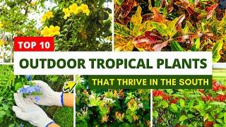 Top 10 Outdoor Tropical Plants That Thrive in the South 