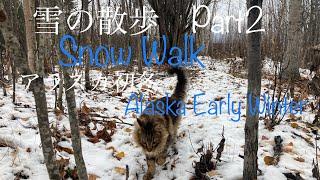 Snow Walk Part2 Alaska Early Winter雪の散歩 第2段 アラスカ初冬