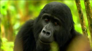 Gorilla Mating Games  Love in The Animal Kingdom  Nature on PBS