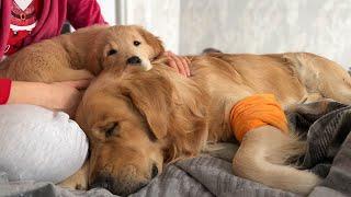 Golden Retriever Puppy Uses His Dad As A Pillow