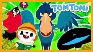 Unusual Birds🪶  Unusual Series  Animal Song  Birds Song  Kids Song  TOMTOMI