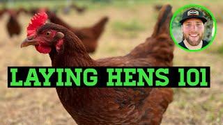 WATCH THIS BEFORE GETTING BACKYARD  CHICKENS