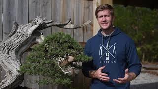 Pruning Bonsai - decision making process