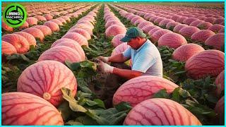 The Most Modern Agriculture Machines That Are At Another Level  How To Harvest Pumkins In Farm ▶8