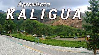 Agrowisata Kaligua Brebes wisata kebun teh #kaligua