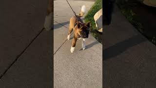 Meeting 5 month old female American Akita puppy 