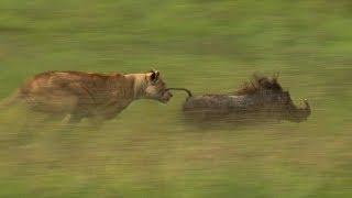 Mother Lioness Hunts Warthog  BBC Earth