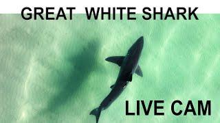 03-12-24 LIVE Great White Shark DRONE CAM