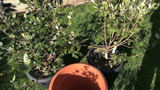 Pineapple guavas  feijoas Spring re-pot and trim of two of my extremely pot bound plants 