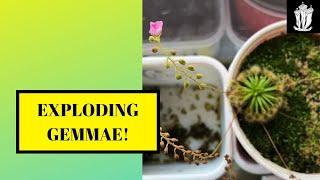 Drosera Gemmae - Do You Harvest Gemmae the Right Way?