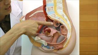 女性の骨盤内臓器の構造を確認できる模型│H10