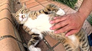 A cute cat greets humans in a vulnerable position on the stairs