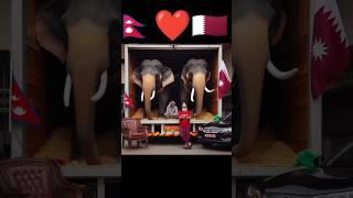 Two elephants gift  from Nepal to Qatar King Sheikh #shorts #nepal  #elephant #qatar #king