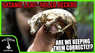 SATANIC LEAF-TAILED GECKOS IN THE WILD Are we keeping them correctly