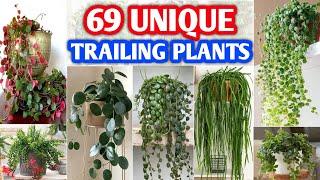 69 Unique Indoor Trailing Plants  Rare and Unique and Trailing Plants  Plant and Planting