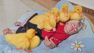 Super funny smart  Monkey Su find way invite ducklings to sleep with