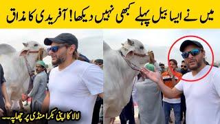 Shahid Afridi Purchased Biggest Bull for Qurbani in 2023  Shahid Afridi Cattle Farm 2023