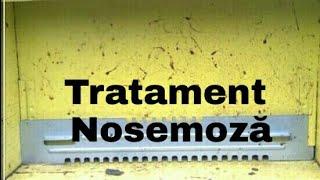 Tratament la albine contra nosemozei