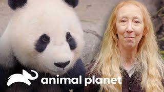 Osos pandas regresan a China después de más de 10 años  El Zoológico de San Diego  Animal Planet