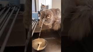 Cat amazed