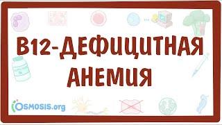 B12-дефицитная анемия мегалобластная анемия — причины симптомы патогенез диагностика лечение