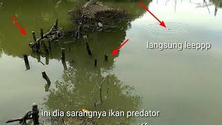 rumpon bambu jadi sarang ikan predator tambak #mancingbaramundi #spottambak