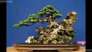 INSPIRASI BONSAI GAYA SLANTINGMIRING BONSAI GAYA MIRING