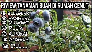 Lihat Tanaman Buah di Halaman Rumah Cenut - Blueberry RasberiMulberry longAnggurPlumAlpukatdll