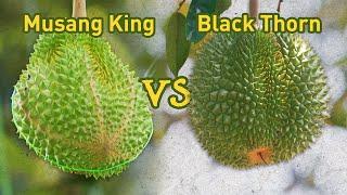 Durian Black Thorn Habis Diborong Oleh Pelancong Hong Kong