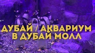 ДУБАЙ 2020  Аквариум в Дубай Молл  Пингвины в аквариуме