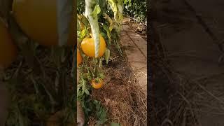 Супер-урожайные крупноплодные томаты Золотые купола