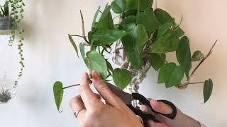 How to propagate philodendrons