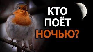 Какие птицы поют ночью? #ГолосаПтиц 26