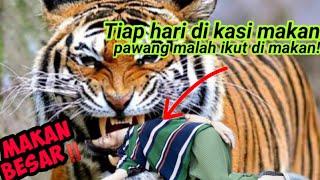 Detik detik dua harimau terkam pawang di sinka zoo singkawang