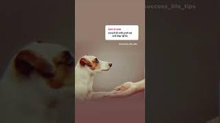 Insaan vs animal  Vafadari status  Dog lovers status  True lines shayri  sad shayri #shorts #sad