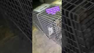 Cat trappers capture opossum   #animals #tnrp #shorts
