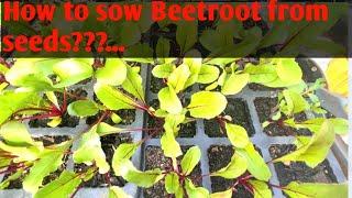 #How to sow beetroot from seeds?#How to grow beetroot from seeds?#Malayalam#organic#scotland