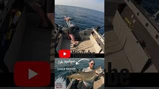 Lake Trout Trolling Lake Michigan