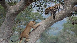 Lion chases Leopard up the tree Wild Animals Attack