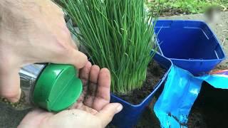 How To Grow Chives & Parsley - آموزش کاشت تره و جعفری به روش ساده