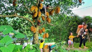 Life without men - harvesting jackfruit cooking and taking care of pets