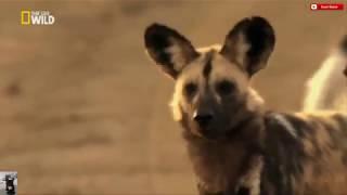 EL MEJOR DOCUMENTAL LA MANADA  PERROS SALVAJES  COMPLETO EN ESPAÑOL