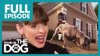 Can These Three Mighty Mastiffs be Tamed?  Full Episode  Its Me or The Dog